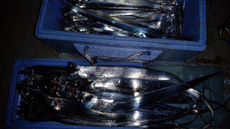 夏太刀魚　淡路島